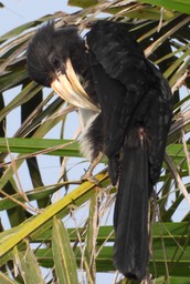 African Pied Hornbill - Tockus fasciatus semifasciatus