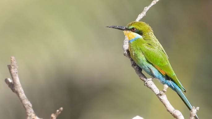 Bee-Eater, Swallow-tailed 1