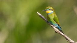 Bee-Eater, Swallow-tailed 4