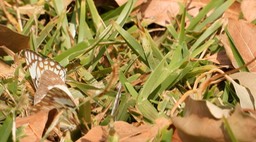 Belenois aurota - Senegal
