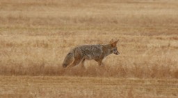Coyote (Oregon)