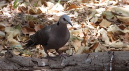 Dove, Red-eyed 2