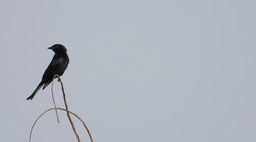 Drongo, Fork-tailed 3