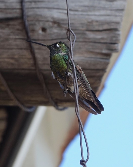Hummingbird, Rivoli's - Eugenes fulgens - Divisadero, Chihuahua, Mexico