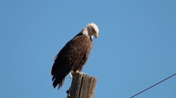 Eagle, Bald 2