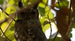 Eagle-Owl, Verreaux's 1