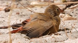 Firefinch, Red-billed 1