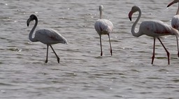 Flamingo, Greater 2