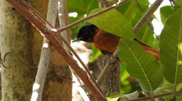 Flycatcher, Red-bellied Paradise 5