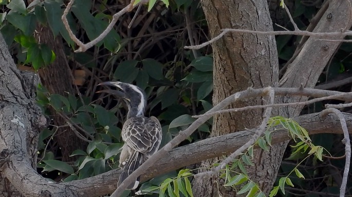 Hornbill, African Grey 2