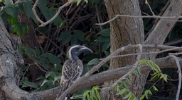 Hornbill, African Grey 3