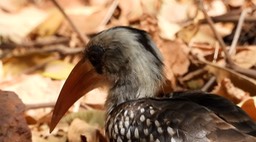 Hornbill, Western Red-billed 4