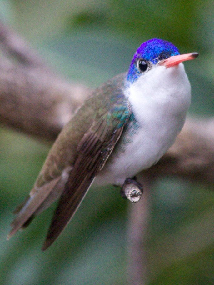 Hummingbird, Violet-crowned6