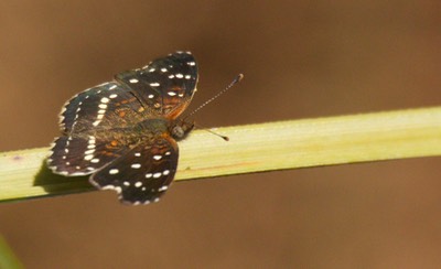 Anthanassa (Phyciodes) texana