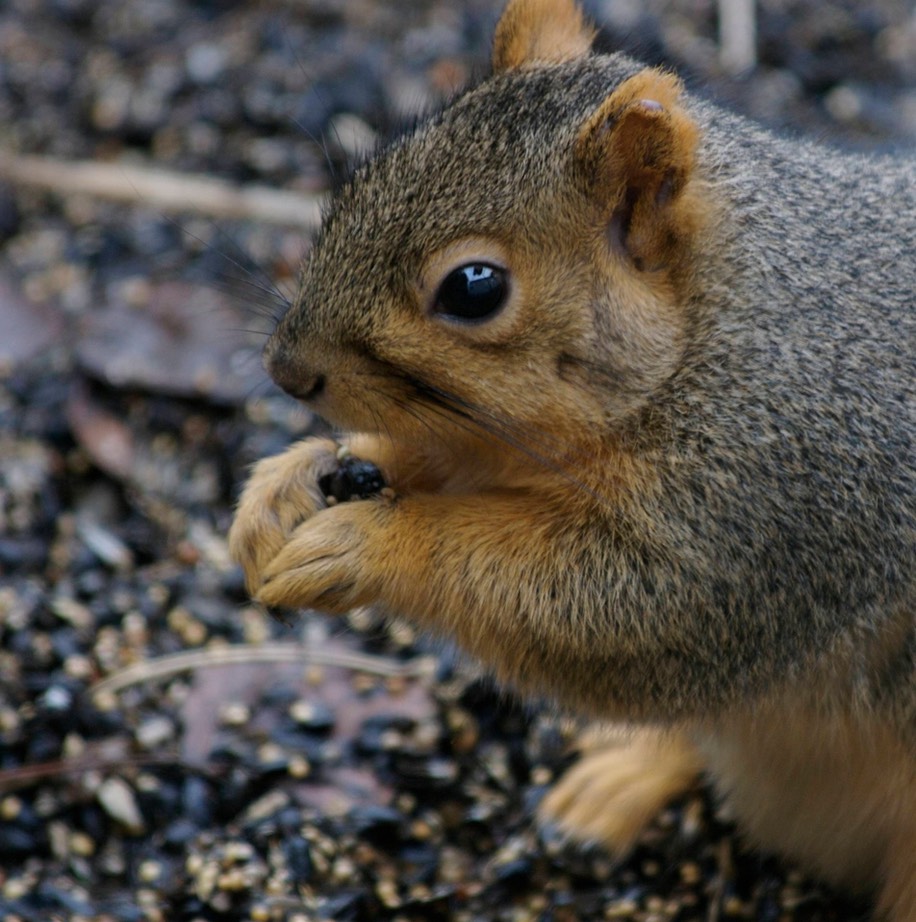 Squirrel, Douglas’ (Chickaree)2