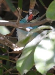 Kingfisher, Blue-breasted 5 2