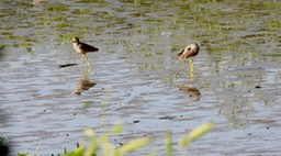Lapwing, African Wattled 1