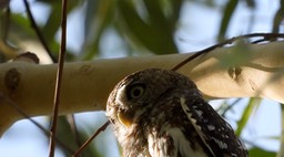 Owlet, Pearl-spotted 3