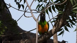 Parrot, Senegal 2