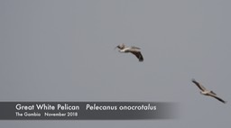 Pelican, Great White