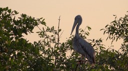 Pelican, Pink-backed 7