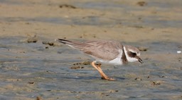 Plover, Common Ringed 4