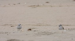Plover, White-fronted 2