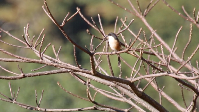 Shrike, Long-tailed 1