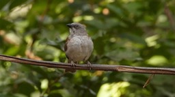 Sparrow, Northern Grey-headed 2
