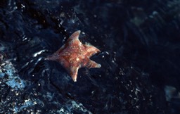 starfish544