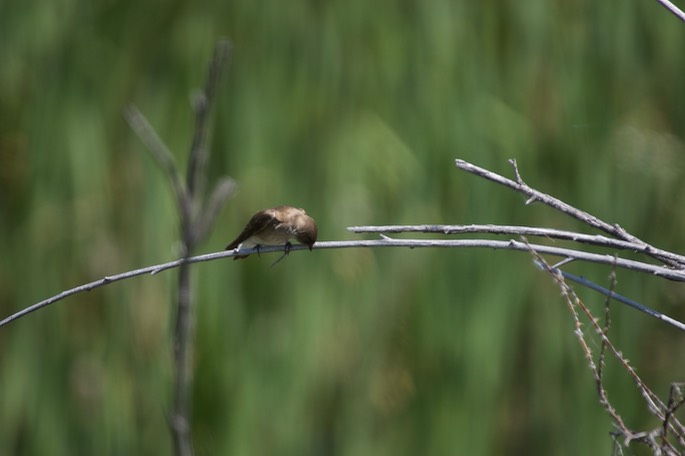 Swallow, Northern Rough-wigned e. or.2