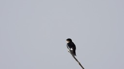 Swallow, Pied-winged