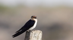 Swallow, Wire-tailed 1