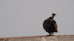 Vulture, Hooded 3
