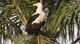 Vulture, Palm-nut 3