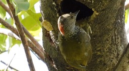 Woodpecker, Buff-spotted 3