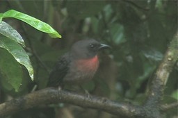 Ant-Tanager, Black-cheeked 2