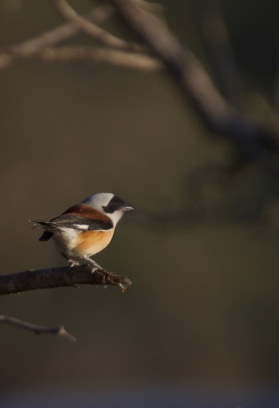 Bay-backed Shrike, Lanius vittatus4