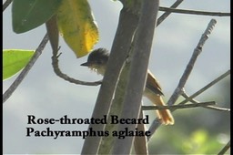 Becard, Rose-throated