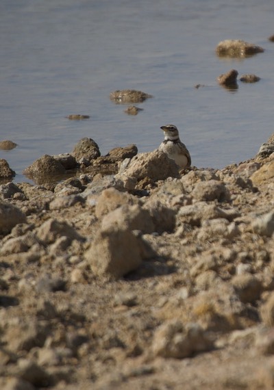 Bimaculated Lark, Melanocorypha bimaculata1