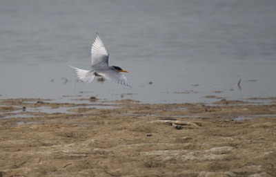 Black-bellied Tern, Sterna acuticauda11d