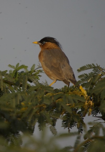 Brahminy Starling, Sturnia pagodarum1