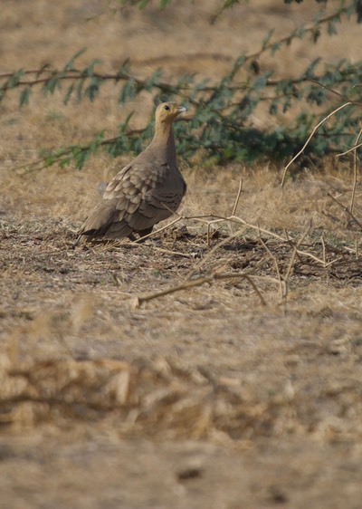 Chestnut-bellied Sandgrouse, Pterocles exustus1a