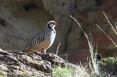 Chukar 1