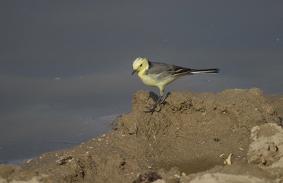Citrine Wagtail, Motacilla citreola1