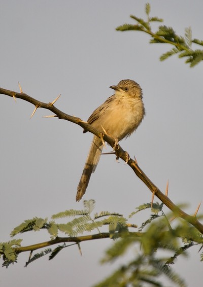 Common Babbler 7