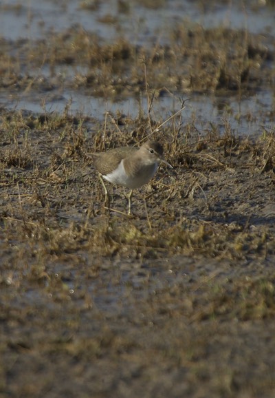Common Sandpiper, Actitis hypoleucos2
