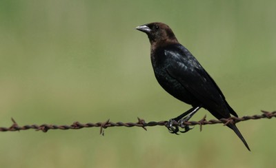 Cowbird, Brown-headed d