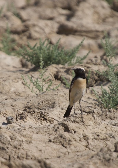 Desert Wheatear, Oenanthe deserti deserti11h