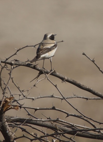 Desert Wheatear, Oenanthe deserti deserti1